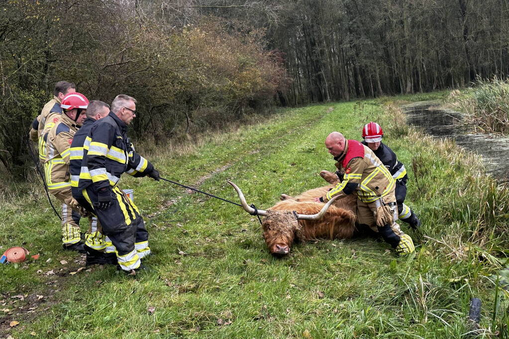 Brandweer haalt Schotse hooglander uit sloot