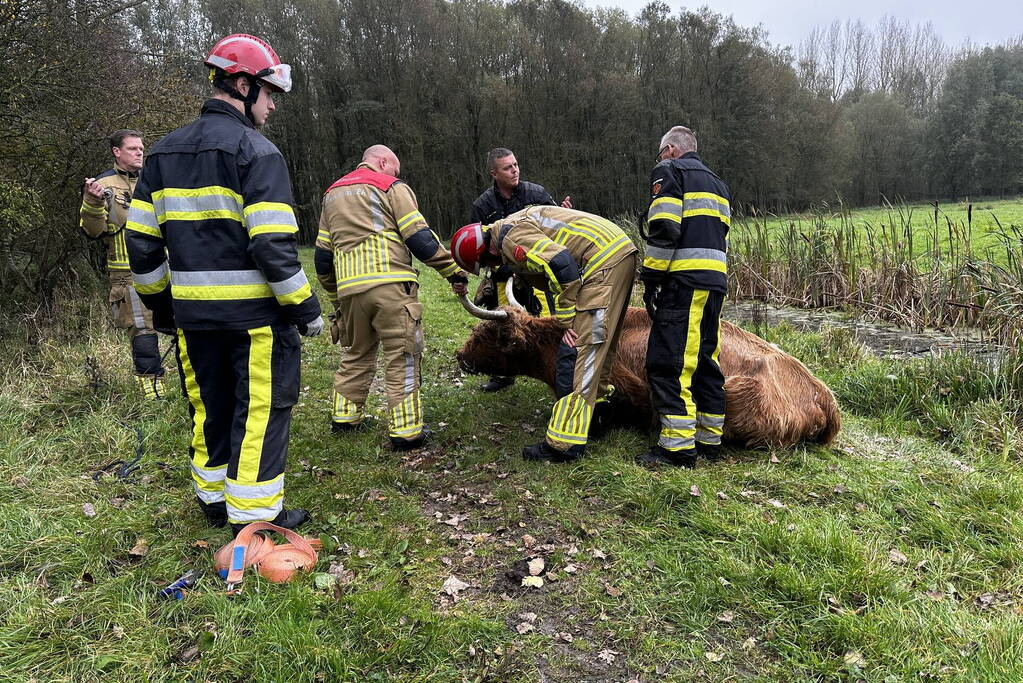 Brandweer haalt Schotse hooglander uit sloot