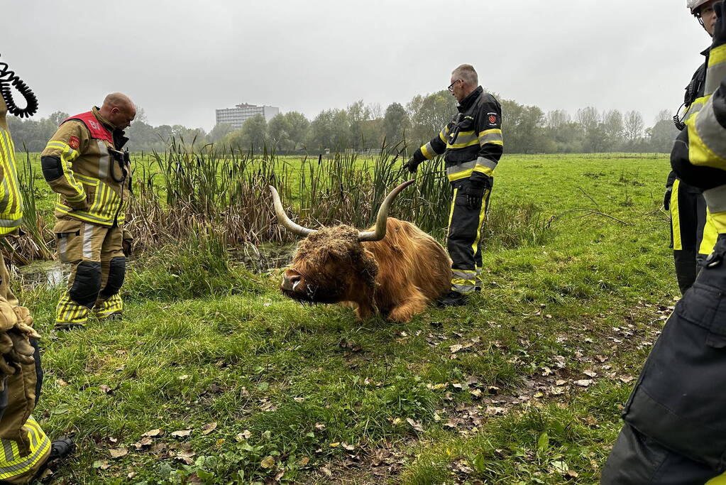 Brandweer haalt Schotse hooglander uit sloot