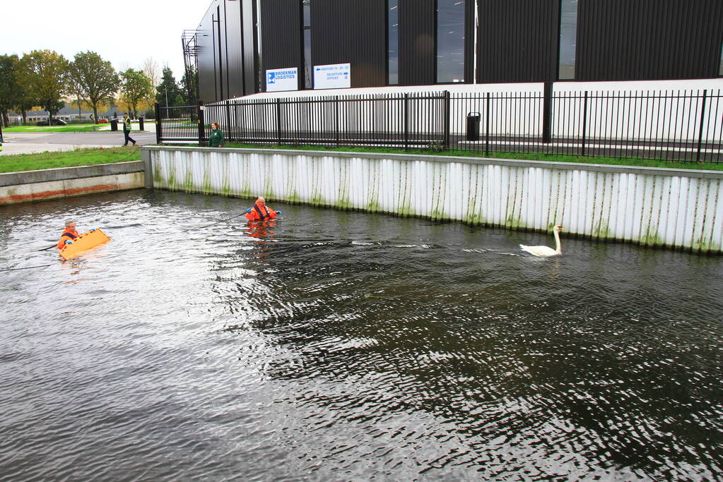 Bloedende zwaan houdt hulpdiensten bezig