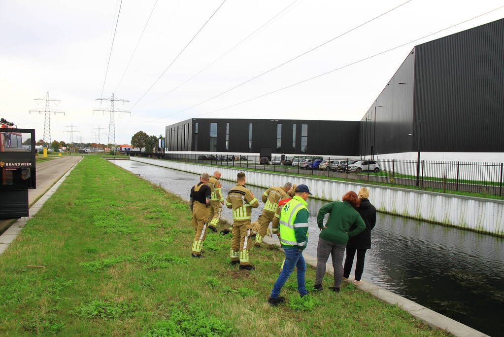 Bloedende zwaan houdt hulpdiensten bezig