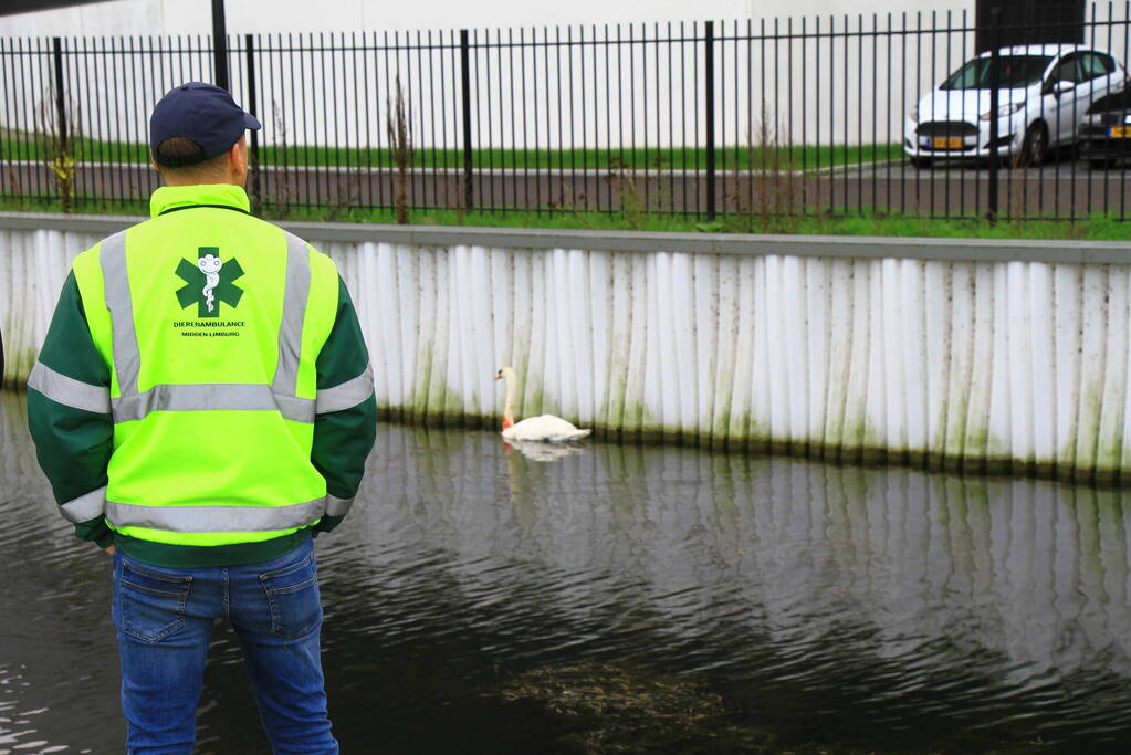 Bloedende zwaan houdt hulpdiensten bezig