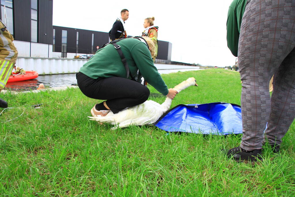 Bloedende zwaan houdt hulpdiensten bezig