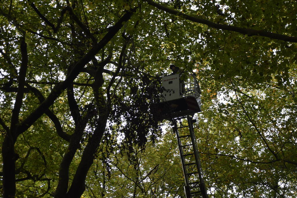 Brandweer ingezet voor loshangende tak