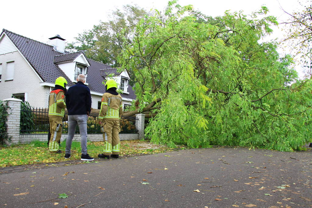 Dikke boom omgewaaid door storm