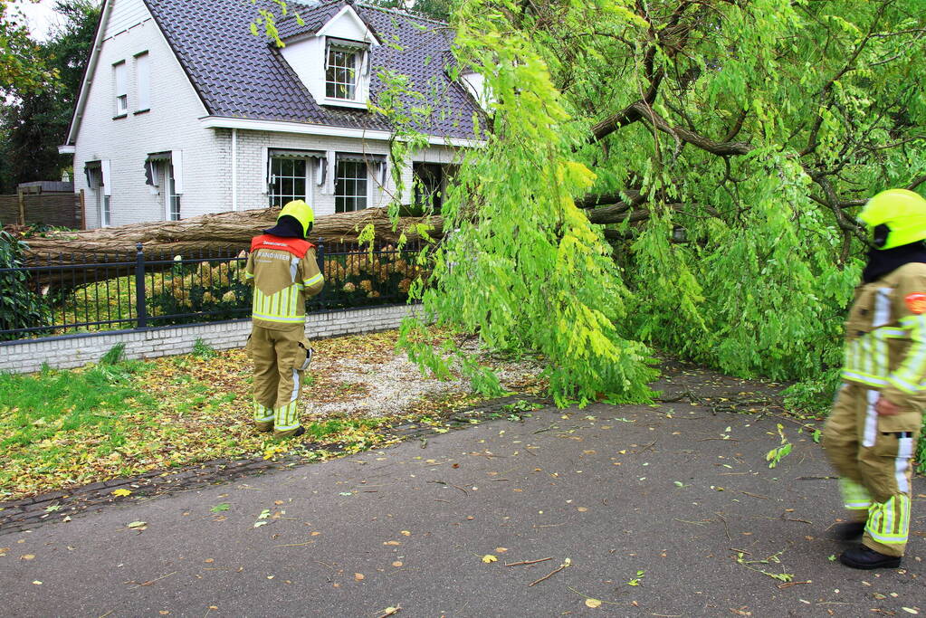 Dikke boom omgewaaid door storm