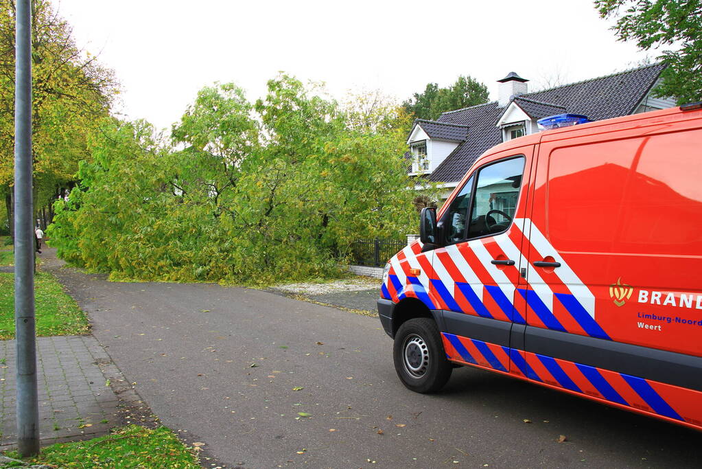 Dikke boom omgewaaid door storm