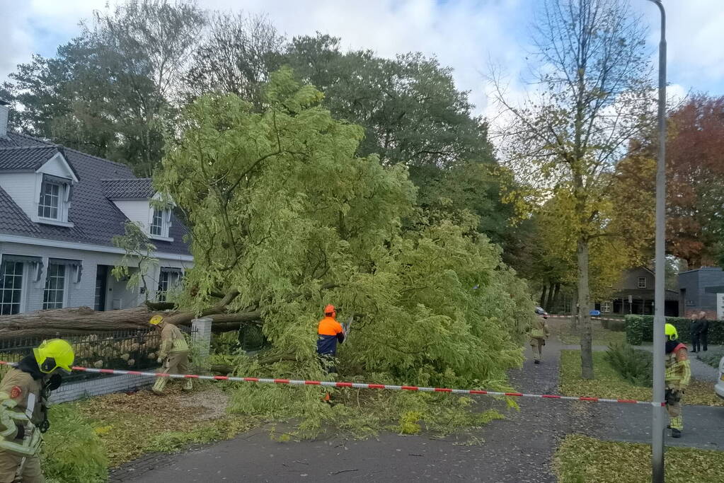 Dikke boom omgewaaid door storm