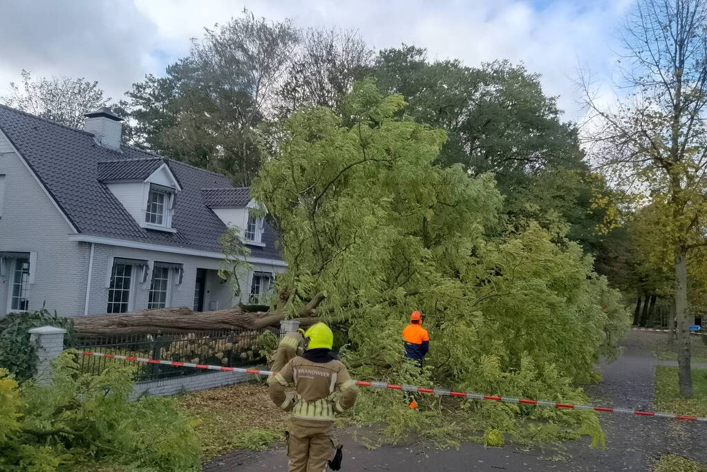 Dikke boom omgewaaid door storm