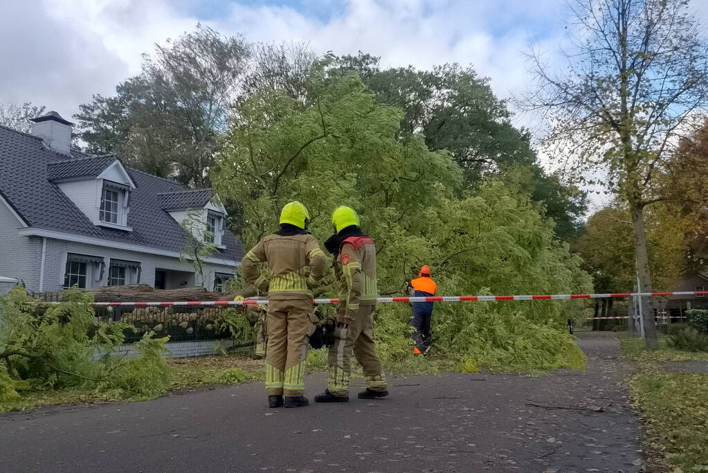 Dikke boom omgewaaid door storm