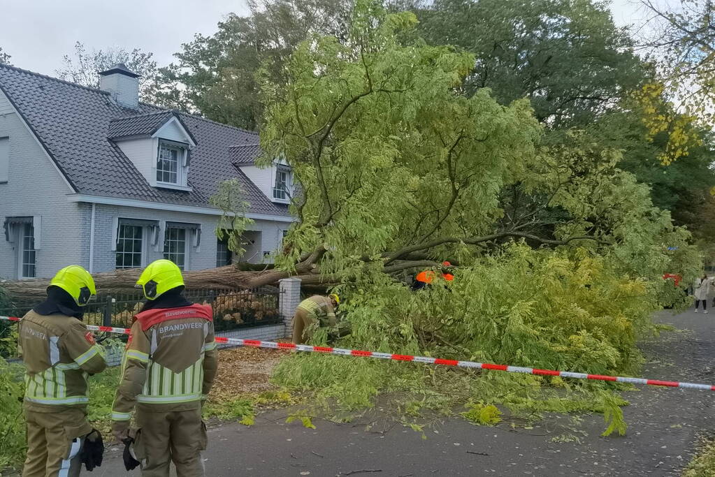 Dikke boom omgewaaid door storm