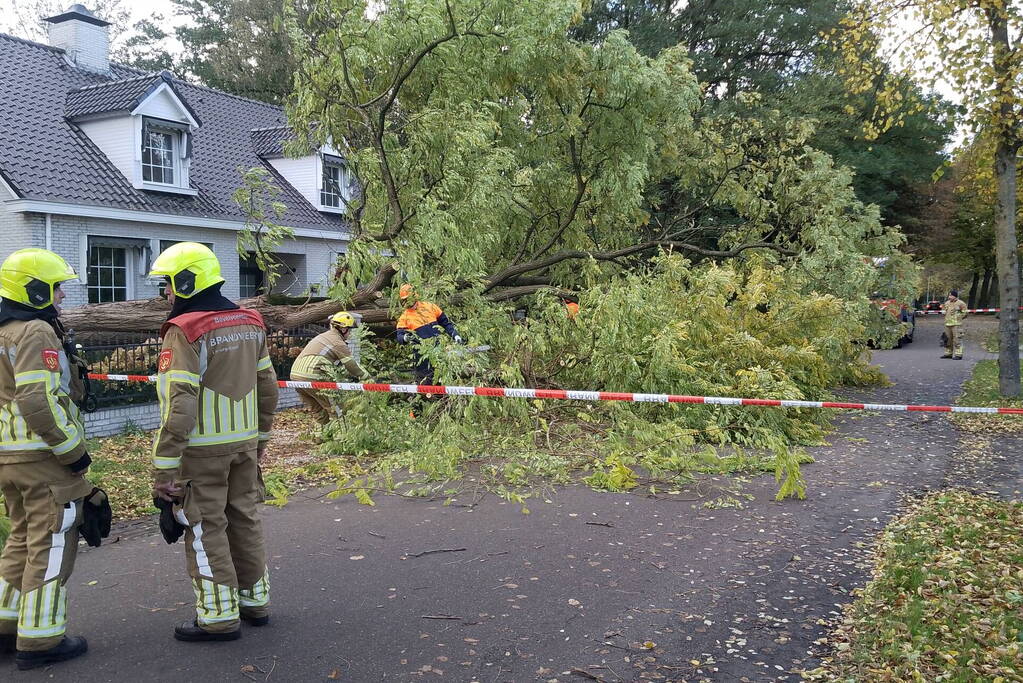 Dikke boom omgewaaid door storm