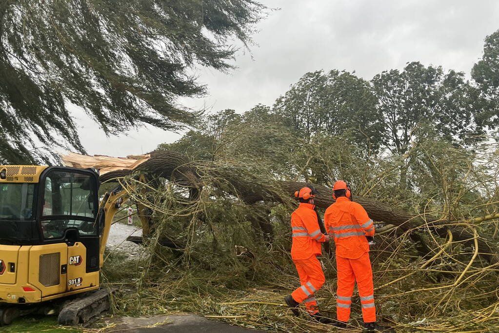 Grote boom val over weg