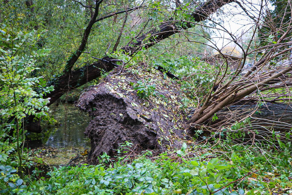 Grote boom omgevallen tegen flat