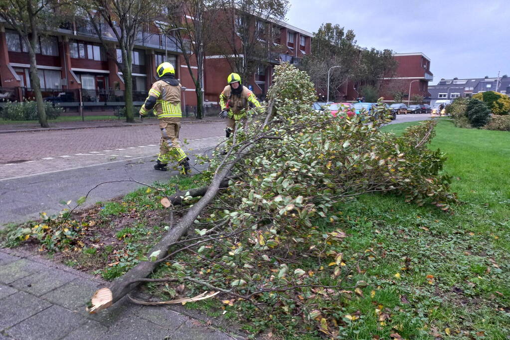 Boom dreigt door midden te breken