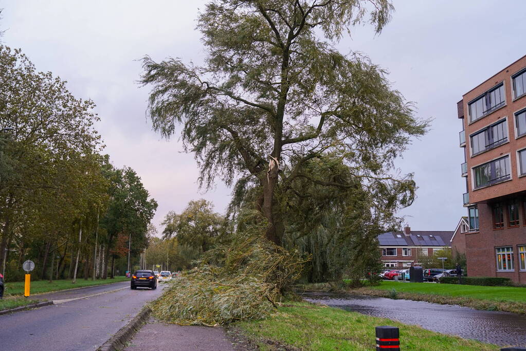 Grote tak breekt uit boom