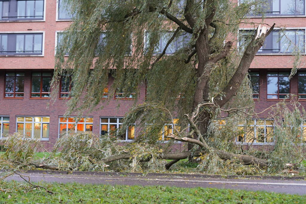 Grote tak breekt uit boom