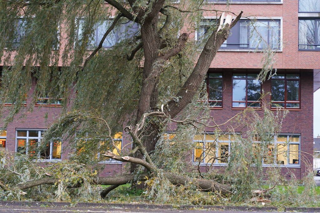 Grote tak breekt uit boom