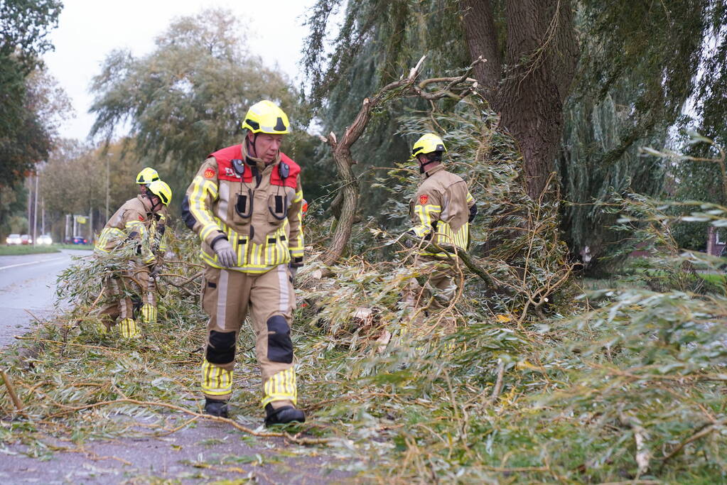 Grote tak breekt uit boom