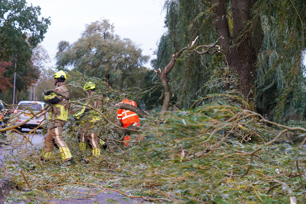 Grote tak breekt uit boom