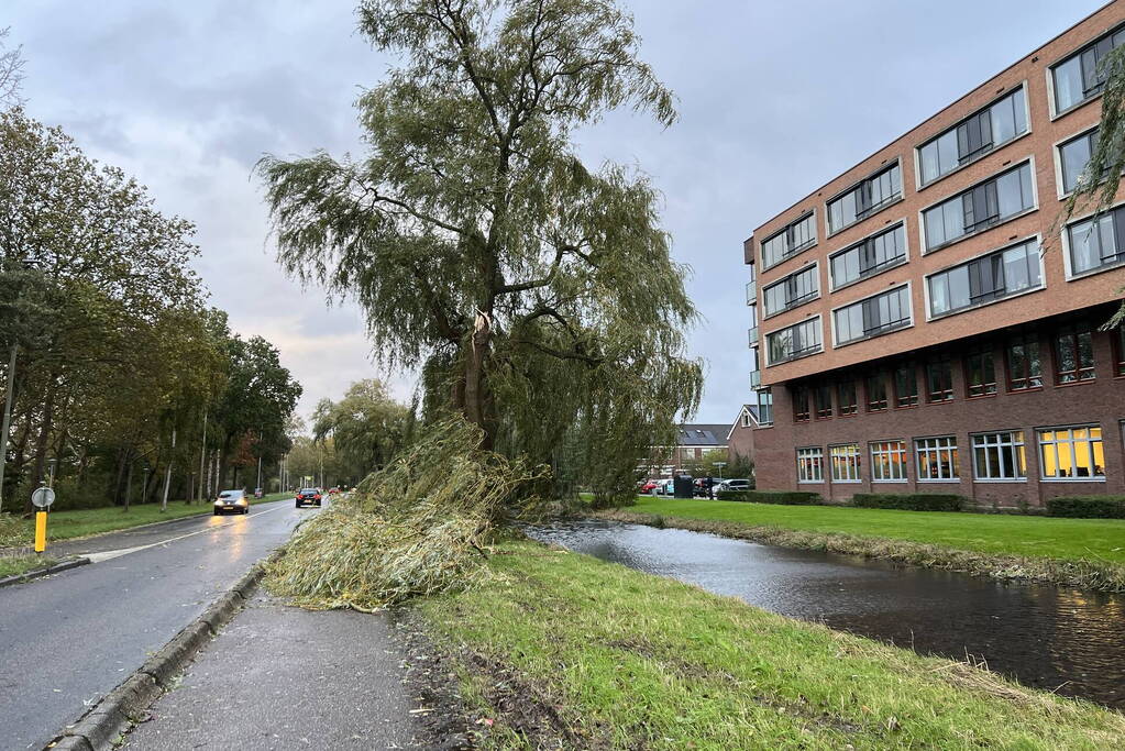 Grote tak breekt uit boom