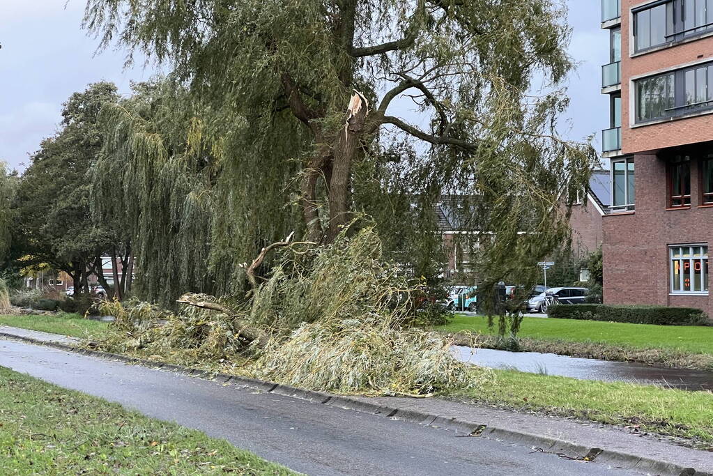 Grote tak breekt uit boom