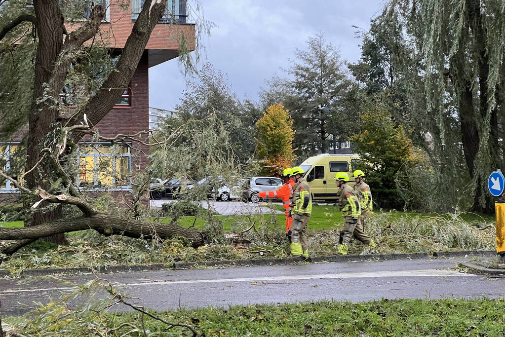 Grote tak breekt uit boom