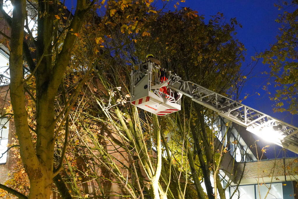 Grote boom waait tegen gebouw