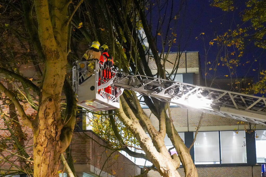 Grote boom waait tegen gebouw