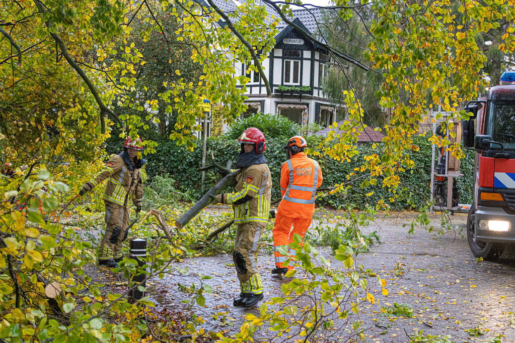 Grote boom waait om door storm