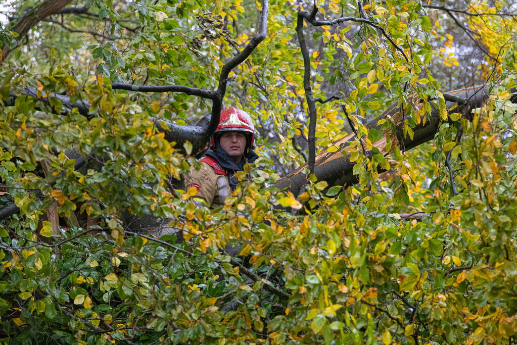 Grote boom waait om door storm