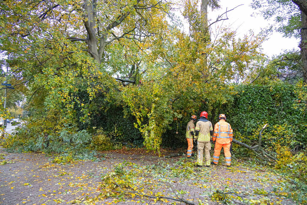 Grote boom waait om door storm