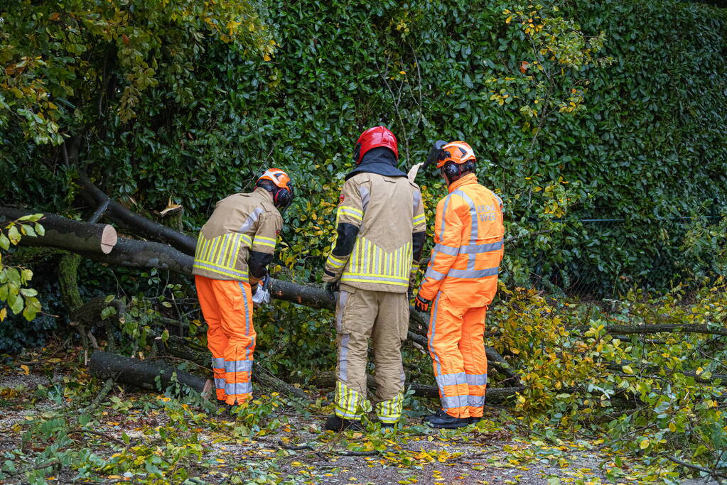 Grote boom waait om door storm