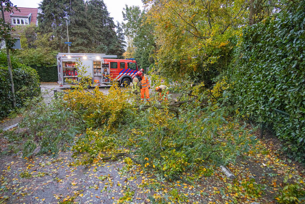 Grote boom waait om door storm