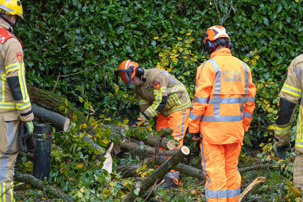 Grote boom waait om door storm