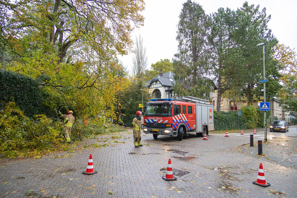 Grote boom waait om door storm