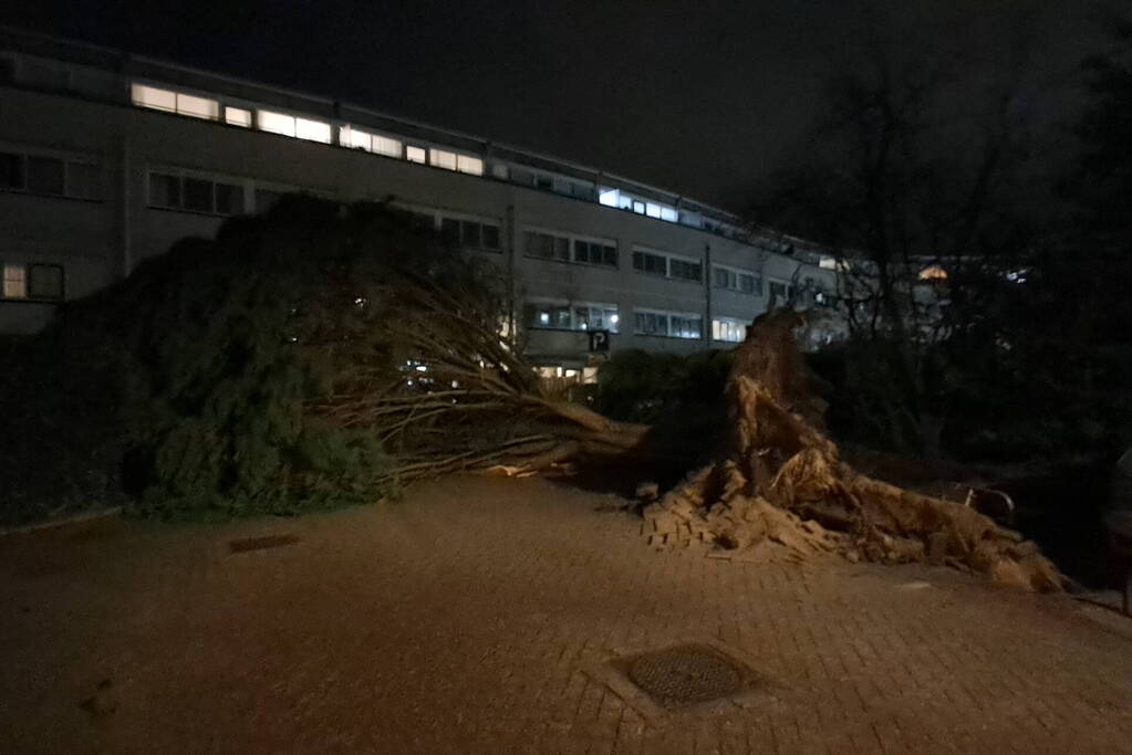 Gigantische boom valt om voor ingang van gebouw