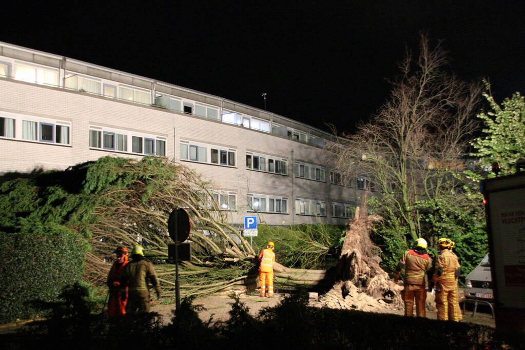 Gigantische boom valt om voor ingang van gebouw