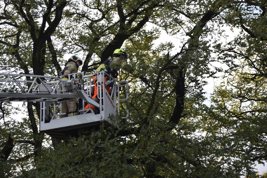 Brandweer verwijdert loshangende tak