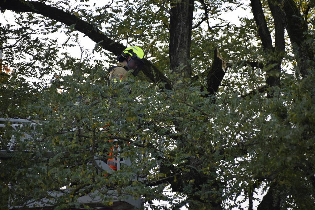 Brandweer verwijdert loshangende tak