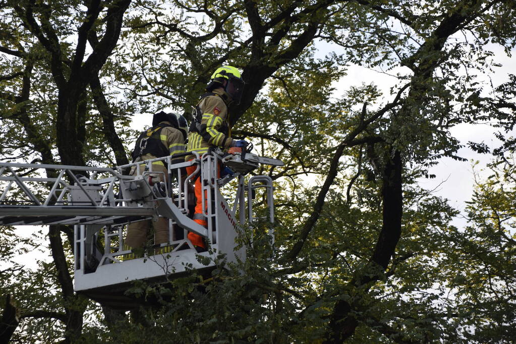 Brandweer verwijdert loshangende tak