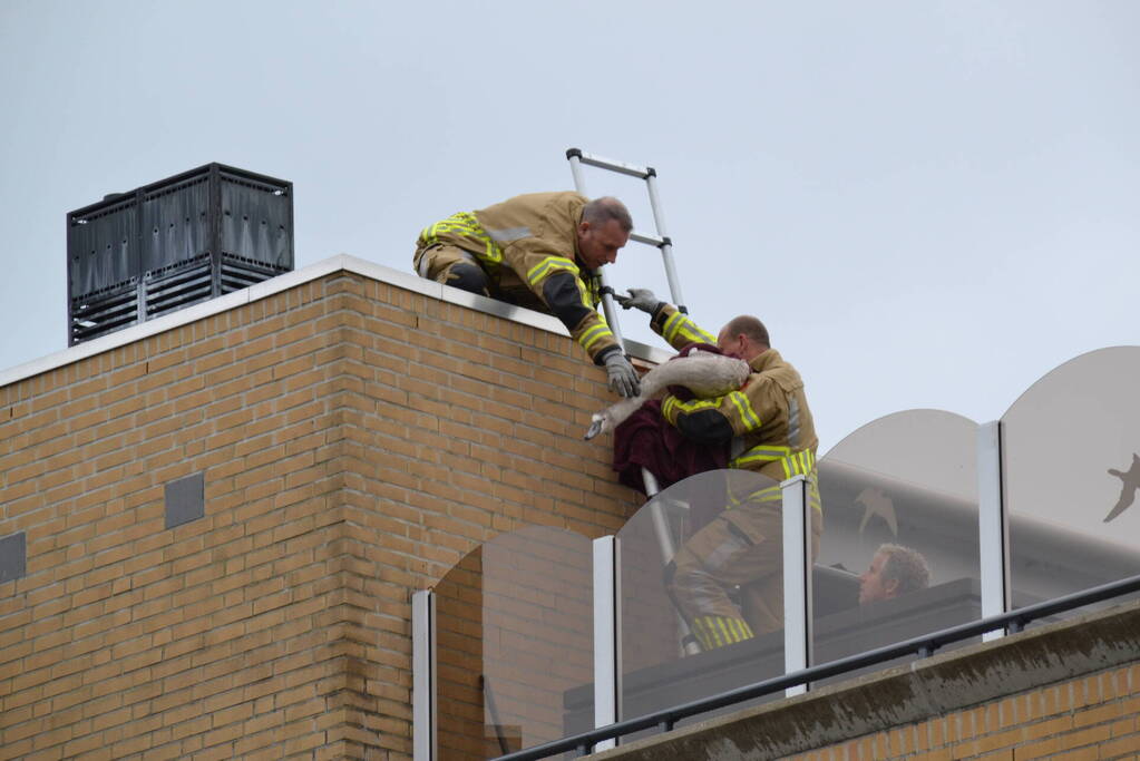 Brandweer haalt gewonde zwaan van dak