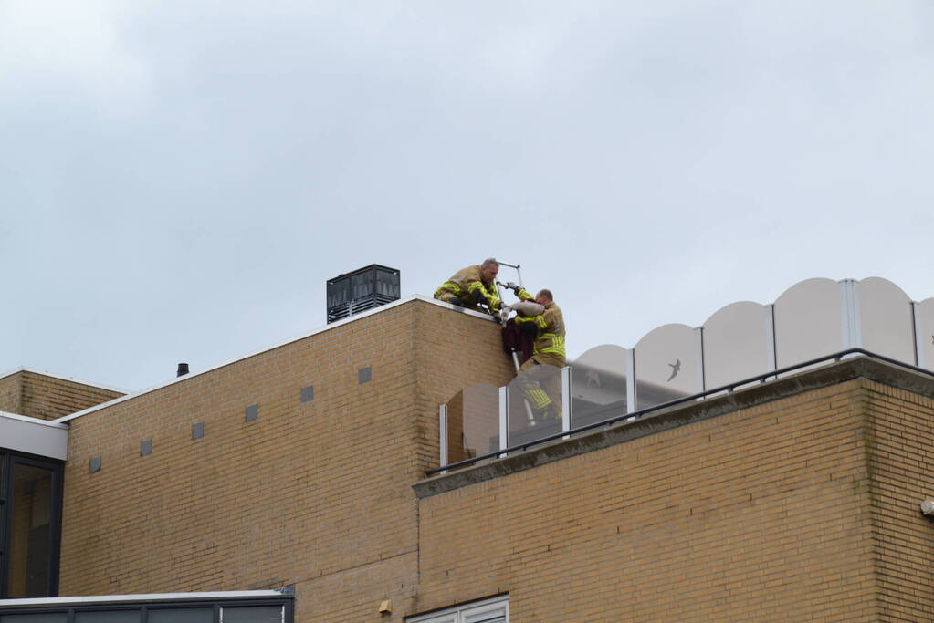 Brandweer haalt gewonde zwaan van dak