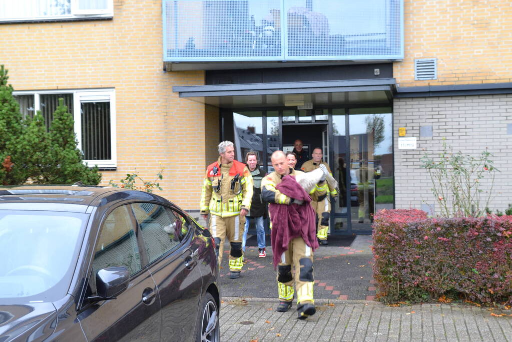 Brandweer haalt gewonde zwaan van dak