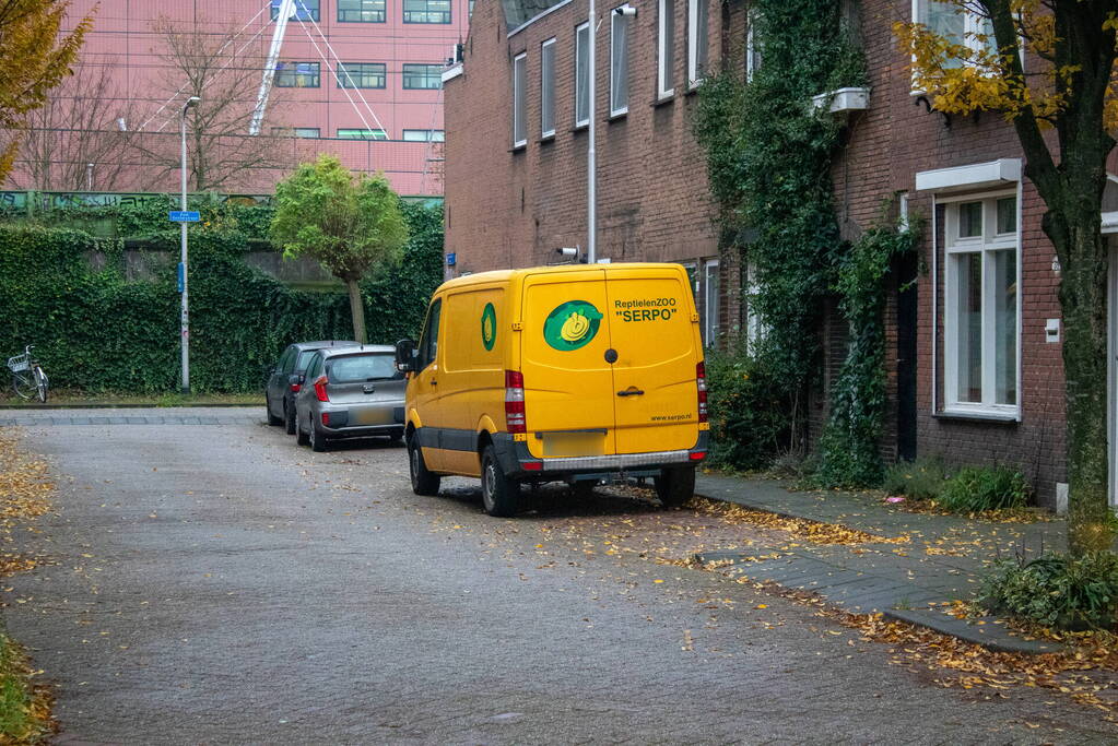 Zoekactie naar zeer giftig groene mamba nadat deze ontsnapt