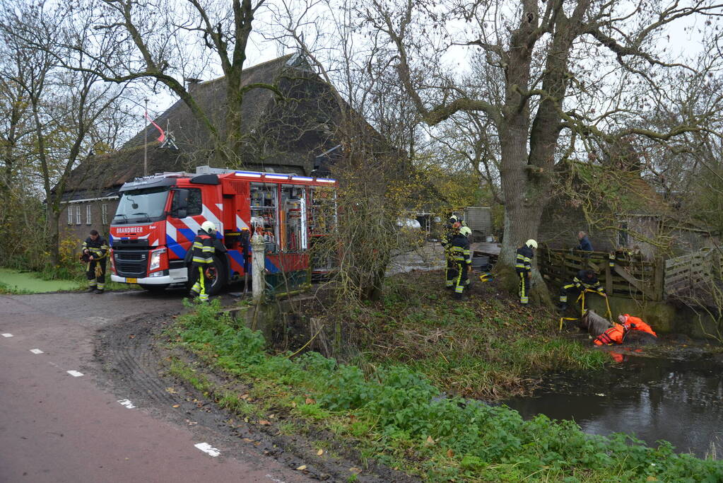 Paard uit het water gered met kraan