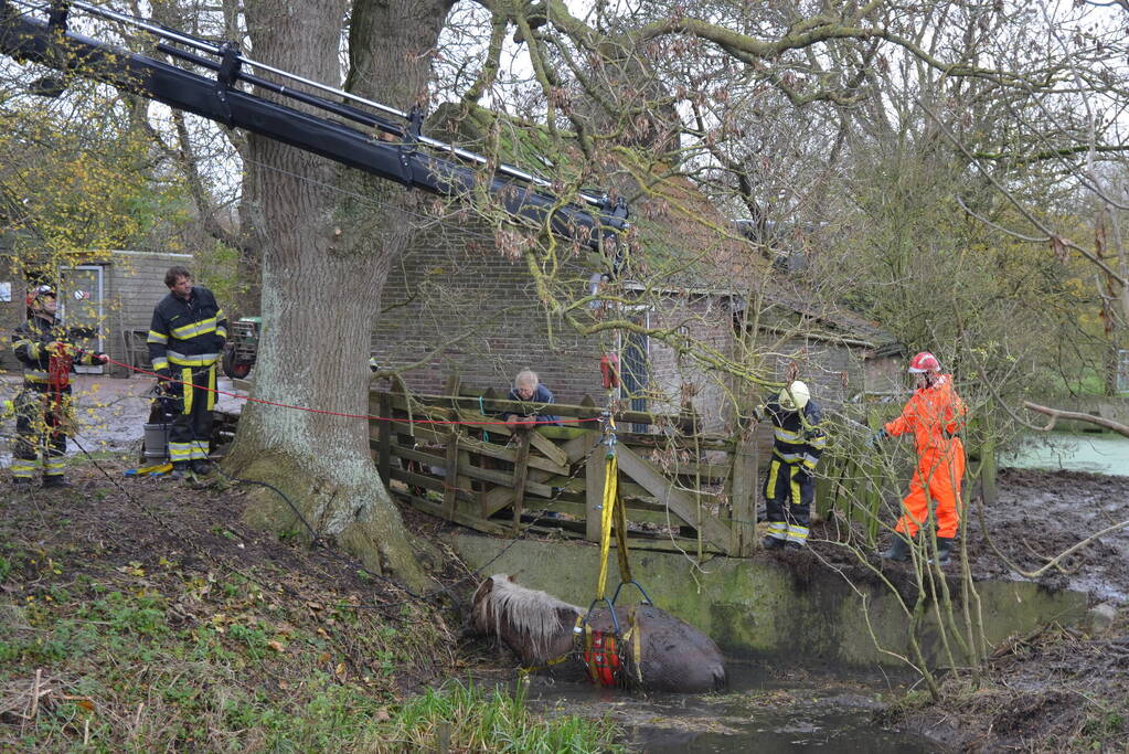 Paard uit het water gered met kraan