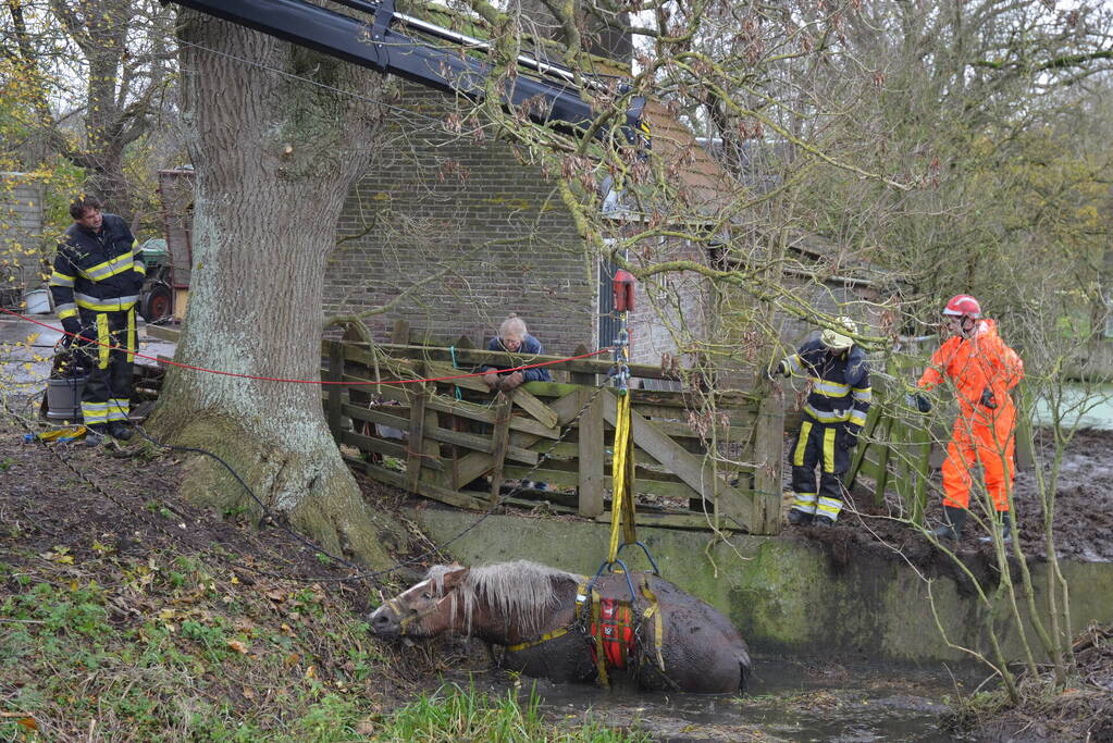 Paard uit het water gered met kraan