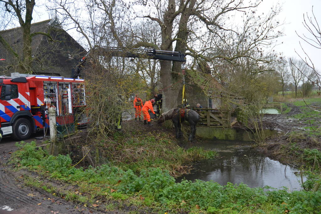 Paard uit het water gered met kraan