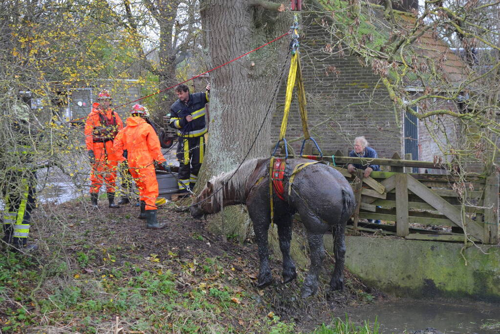 Paard uit het water gered met kraan